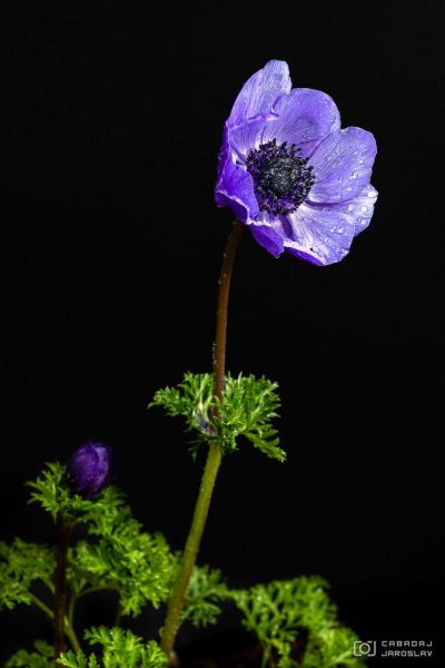 cabadaj-sasanka-vencova-anemone-01_copy_1