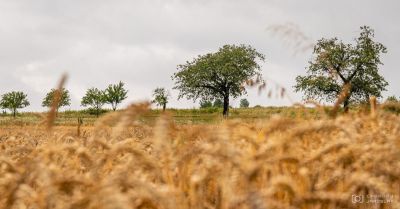 fotograf-cabadaj-priroda-006